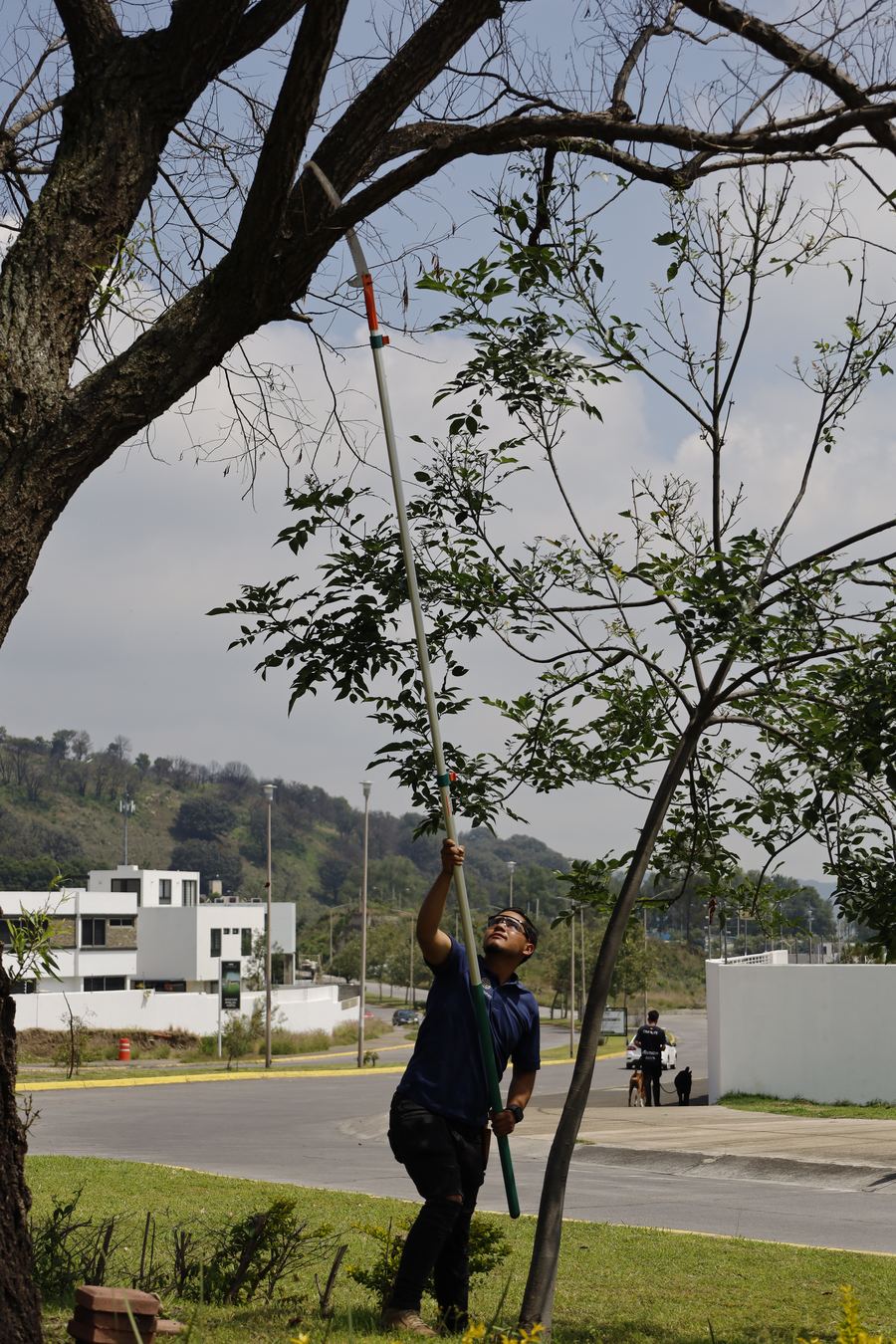 Poda en altura