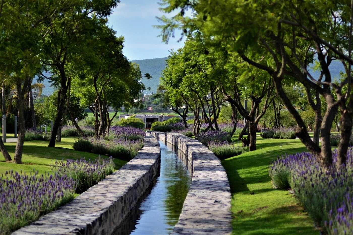 Canal con lavanda en desarrollo residencial